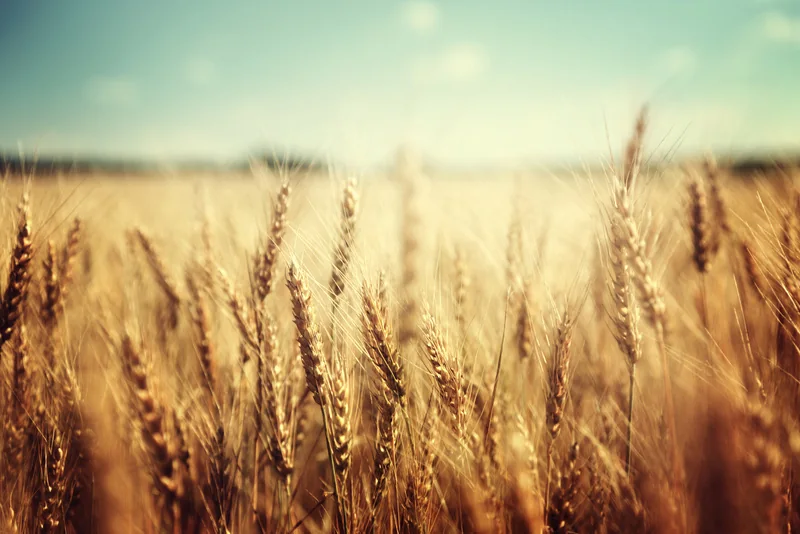 A wheat field in Anatolia