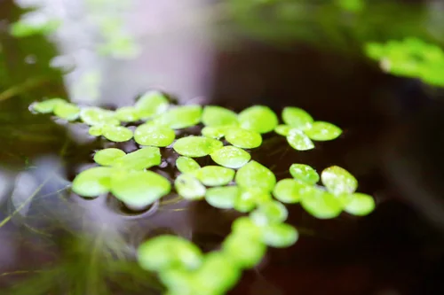 Healing plants on water