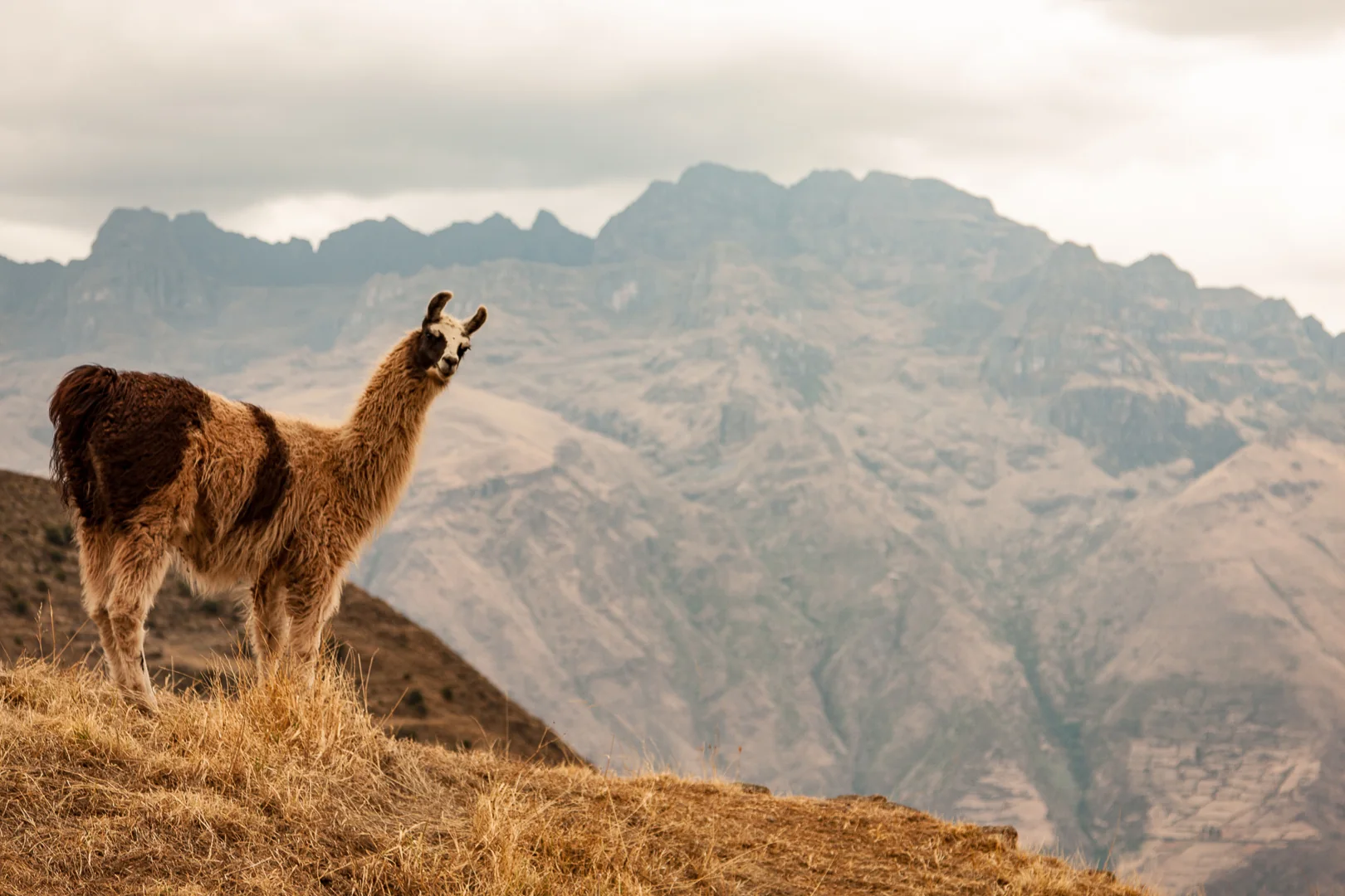 A llama before the Andes