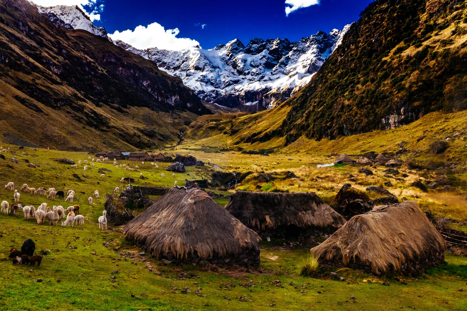 Andean homes and an alpaca herd
