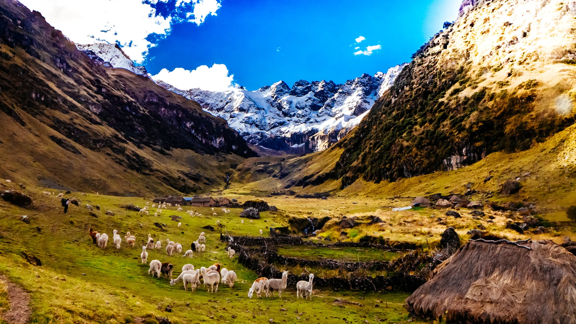 An alpaca herd in a high valley